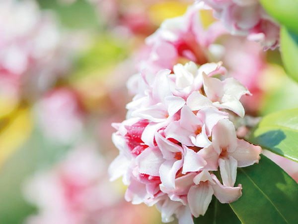 沈丁花